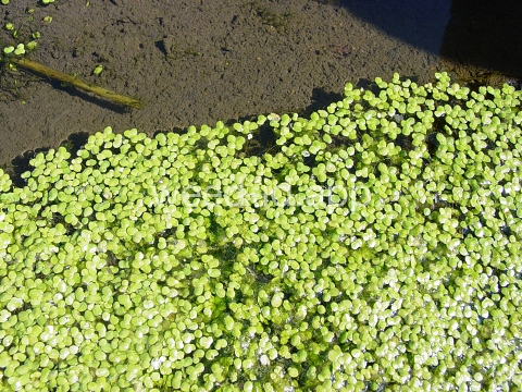 duckweed, common